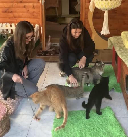 kitten safe house two